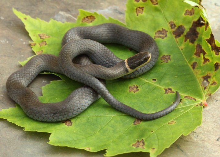 Northern Ringneck Snake